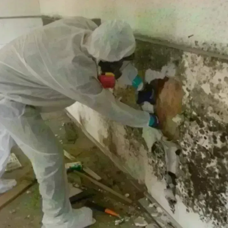 Mold Remediation and Removal in Hill, NH